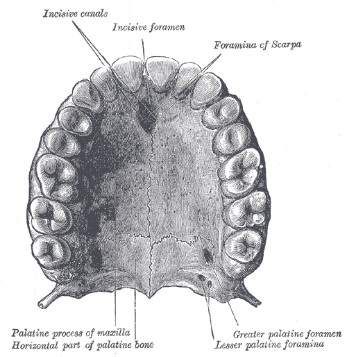 huesos-anatomia-para-artistas-044.gif
