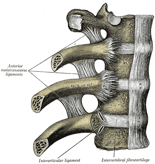 huesos-anatomia-para-artistas-045.gif
