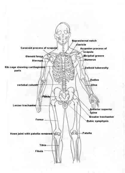 huesos-anatomia-para-artistas-046.jpg