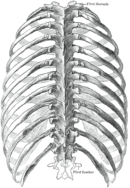 huesos-anatomia-para-artistas-047.gif