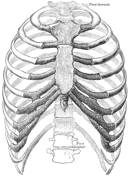 huesos-anatomia-para-artistas-048.gif