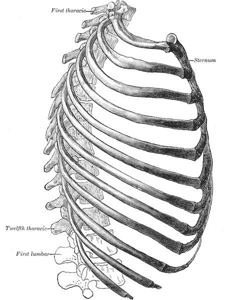 huesos-anatomia-para-artistas-049.gif