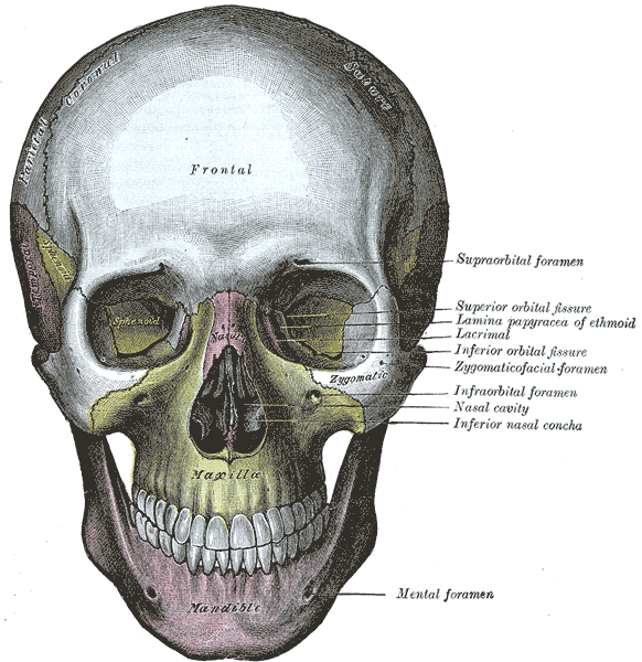 huesos-anatomia-para-artistas-050.gif