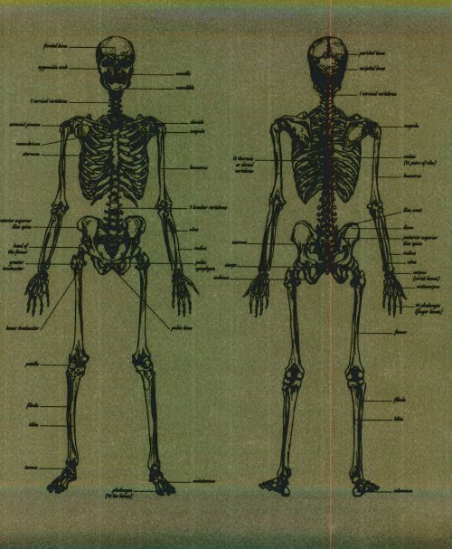 huesos-anatomia-para-artistas-051.jpg
