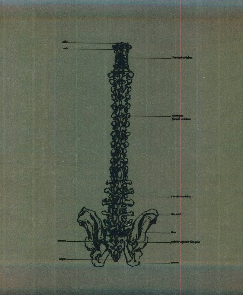 huesos-anatomia-para-artistas-052.jpg
