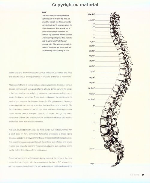 huesos-anatomia-para-artistas-054.jpg