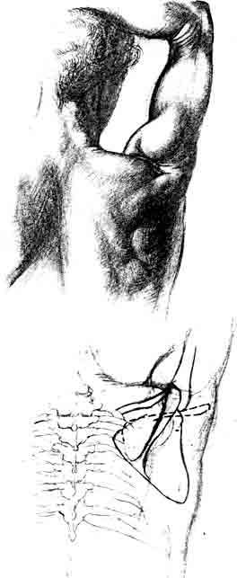 huesos-anatomia-para-artistas-055.jpg