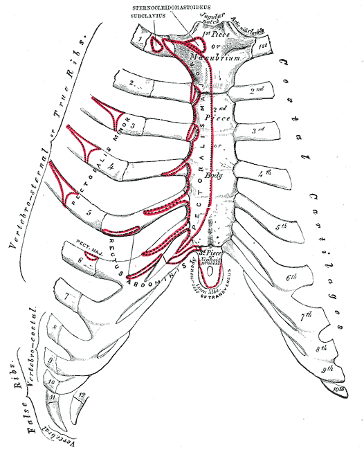 huesos-anatomia-para-artistas-056.gif
