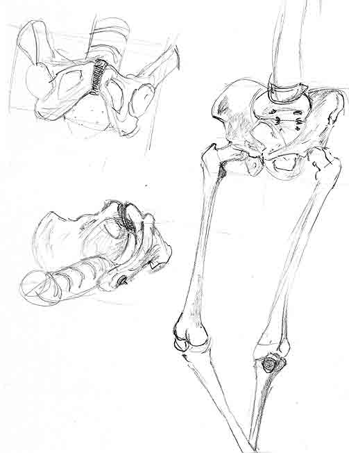 huesos-anatomia-para-artistas-057.jpg
