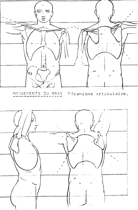 huesos-anatomia-para-artistas-059.gif