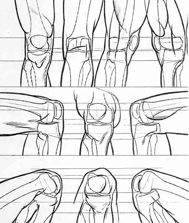 huesos-anatomia-para-artistas-060.jpg