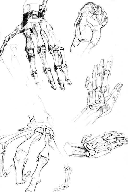 huesos-anatomia-para-artistas-061.jpg