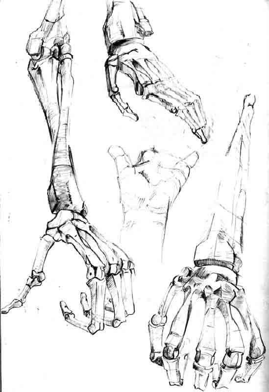 huesos-anatomia-para-artistas-062.jpg
