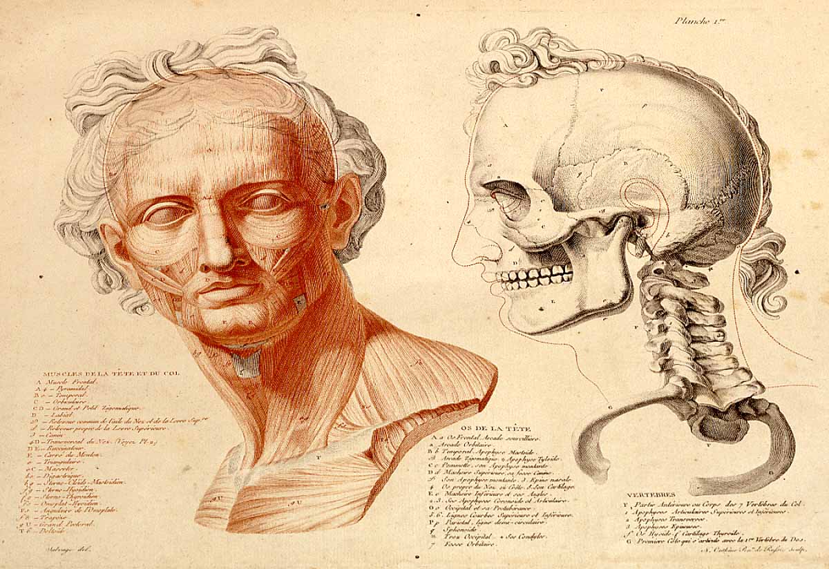 huesos-anatomia-para-artistas-063.jpg