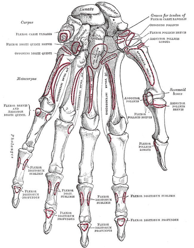 huesos-anatomia-para-artistas-064.gif