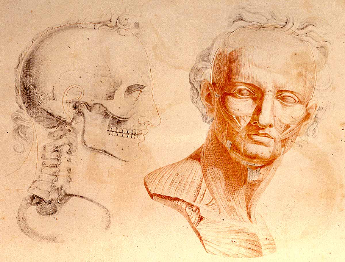 huesos-anatomia-para-artistas-066.jpg