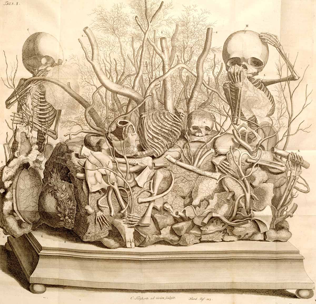 huesos-anatomia-para-artistas-067.jpg