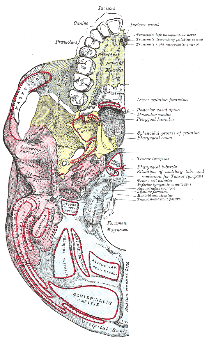 huesos-anatomia-para-artistas-068.gif