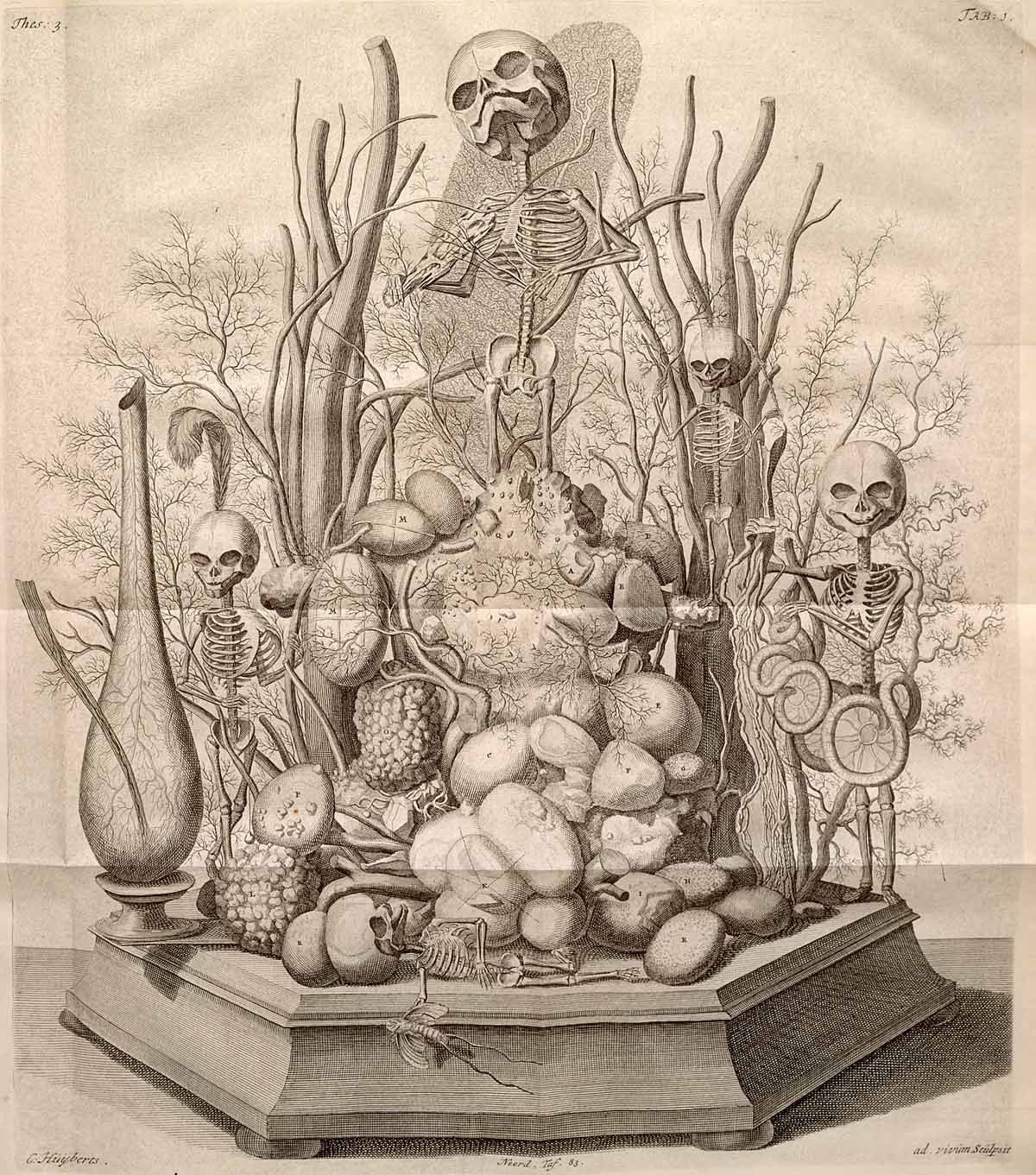 huesos-anatomia-para-artistas-069.jpg