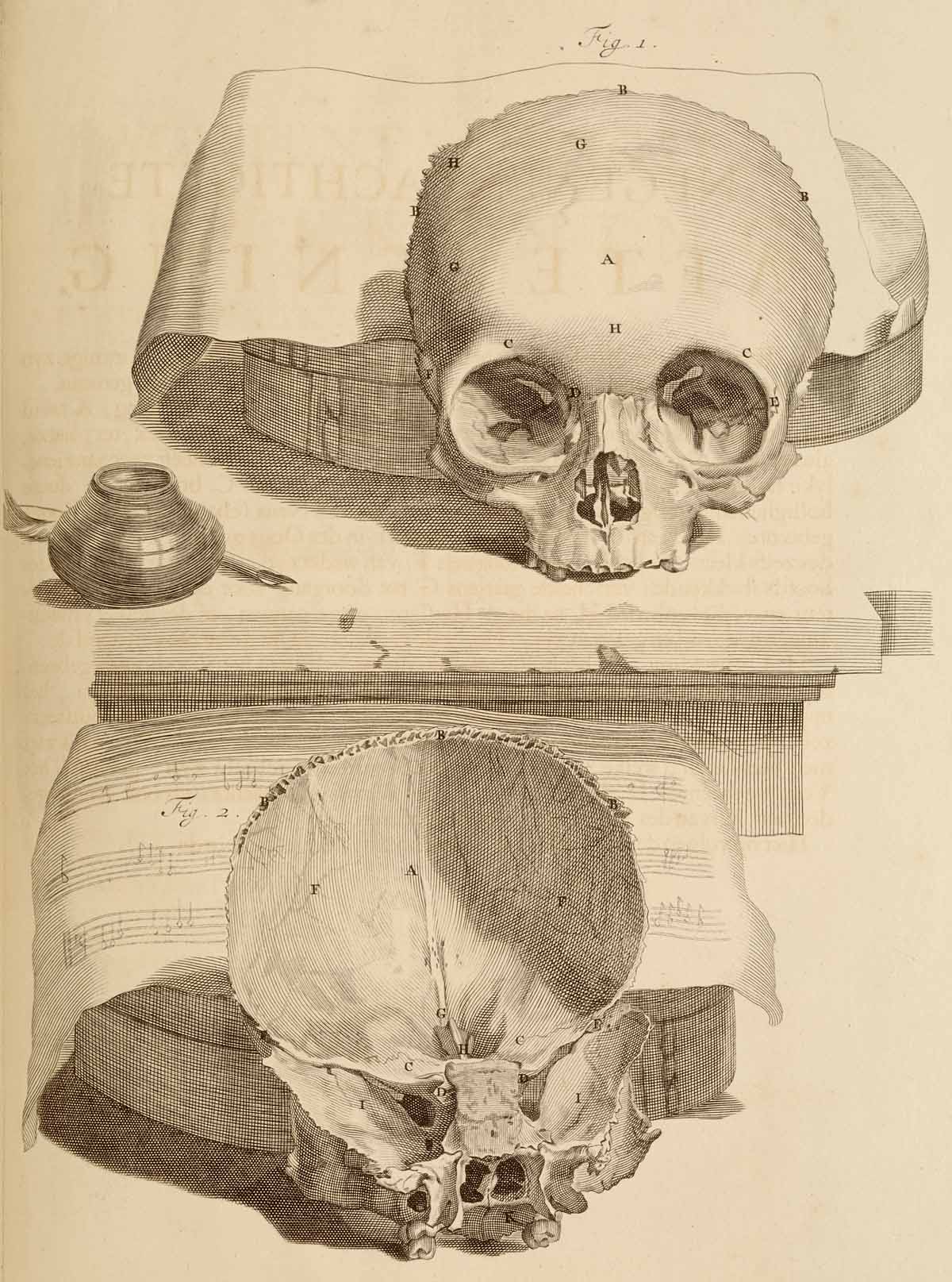 huesos-anatomia-para-artistas-071.jpg
