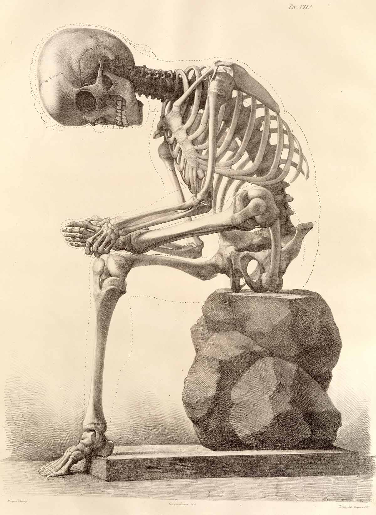 huesos-anatomia-para-artistas-072.jpg