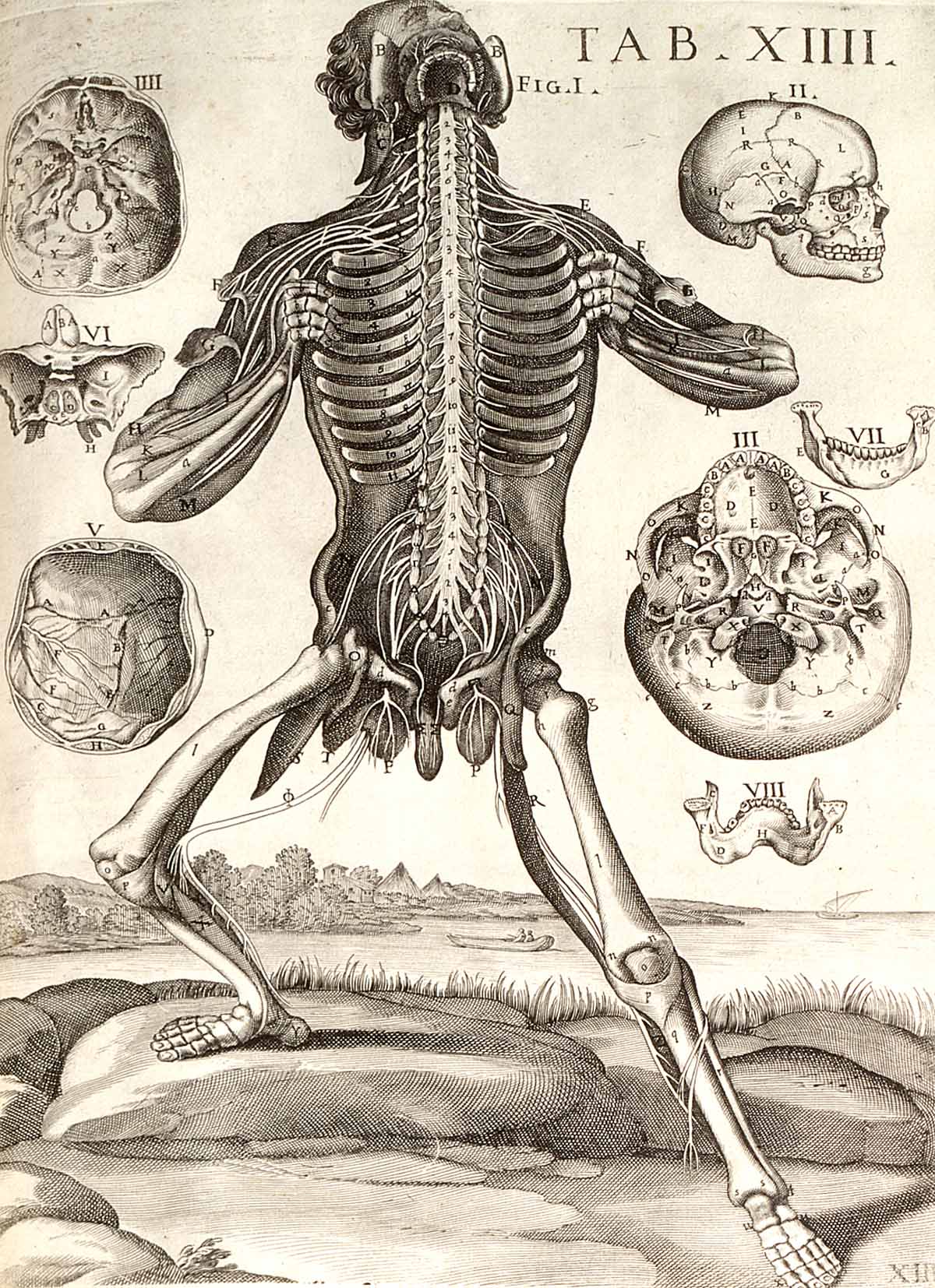 huesos-anatomia-para-artistas-073.jpg