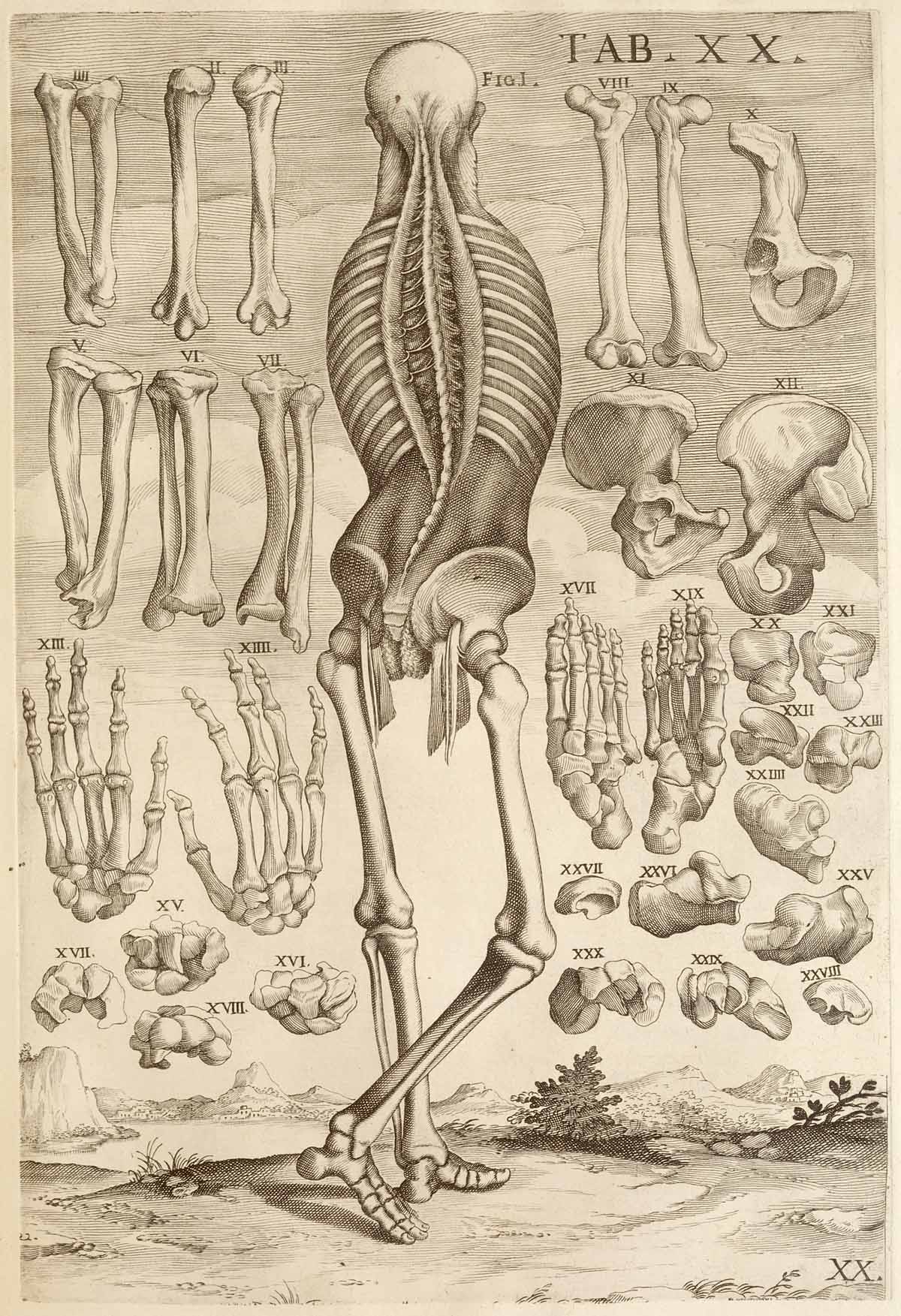 huesos-anatomia-para-artistas-075.jpg