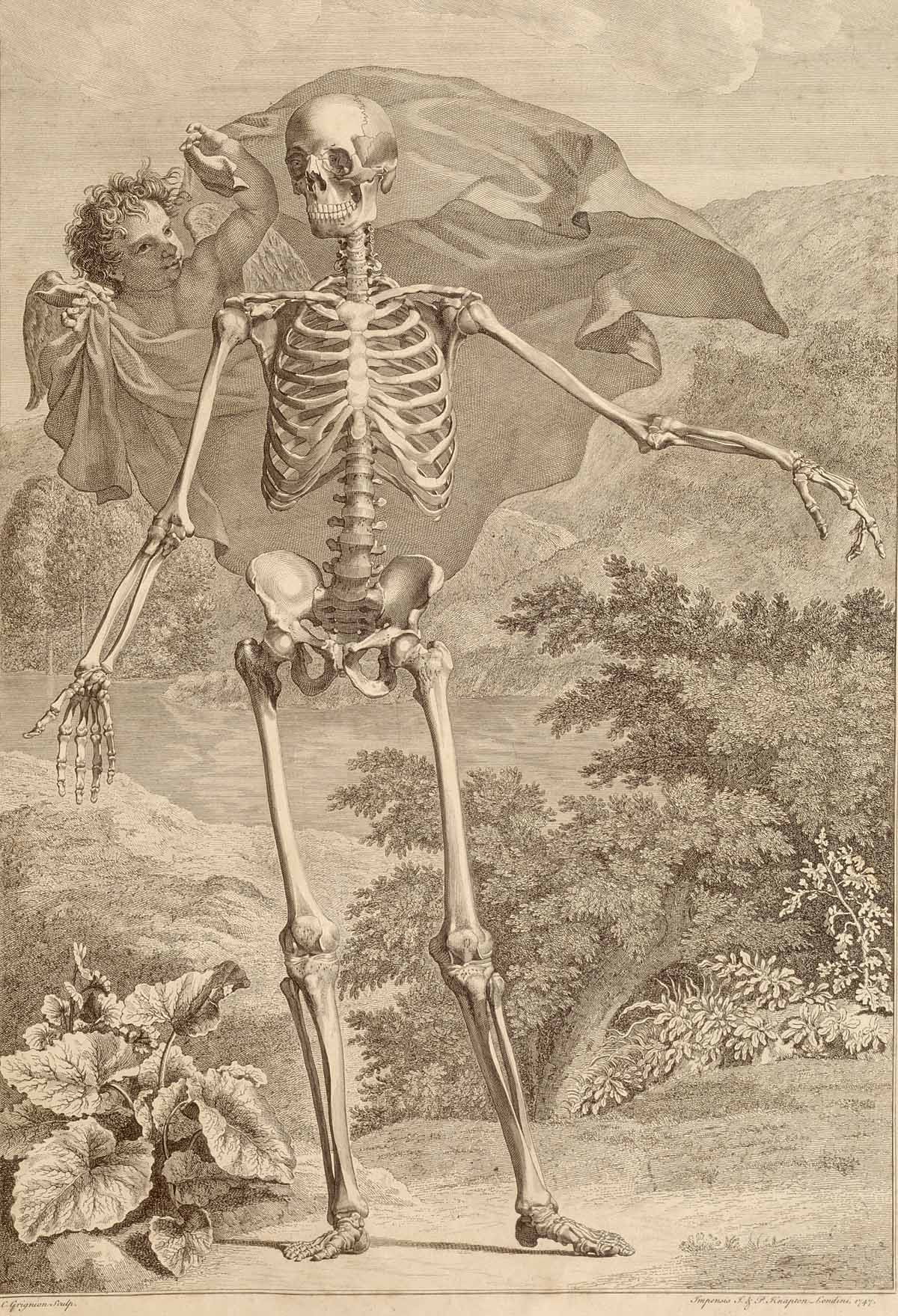 huesos-anatomia-para-artistas-076.jpg