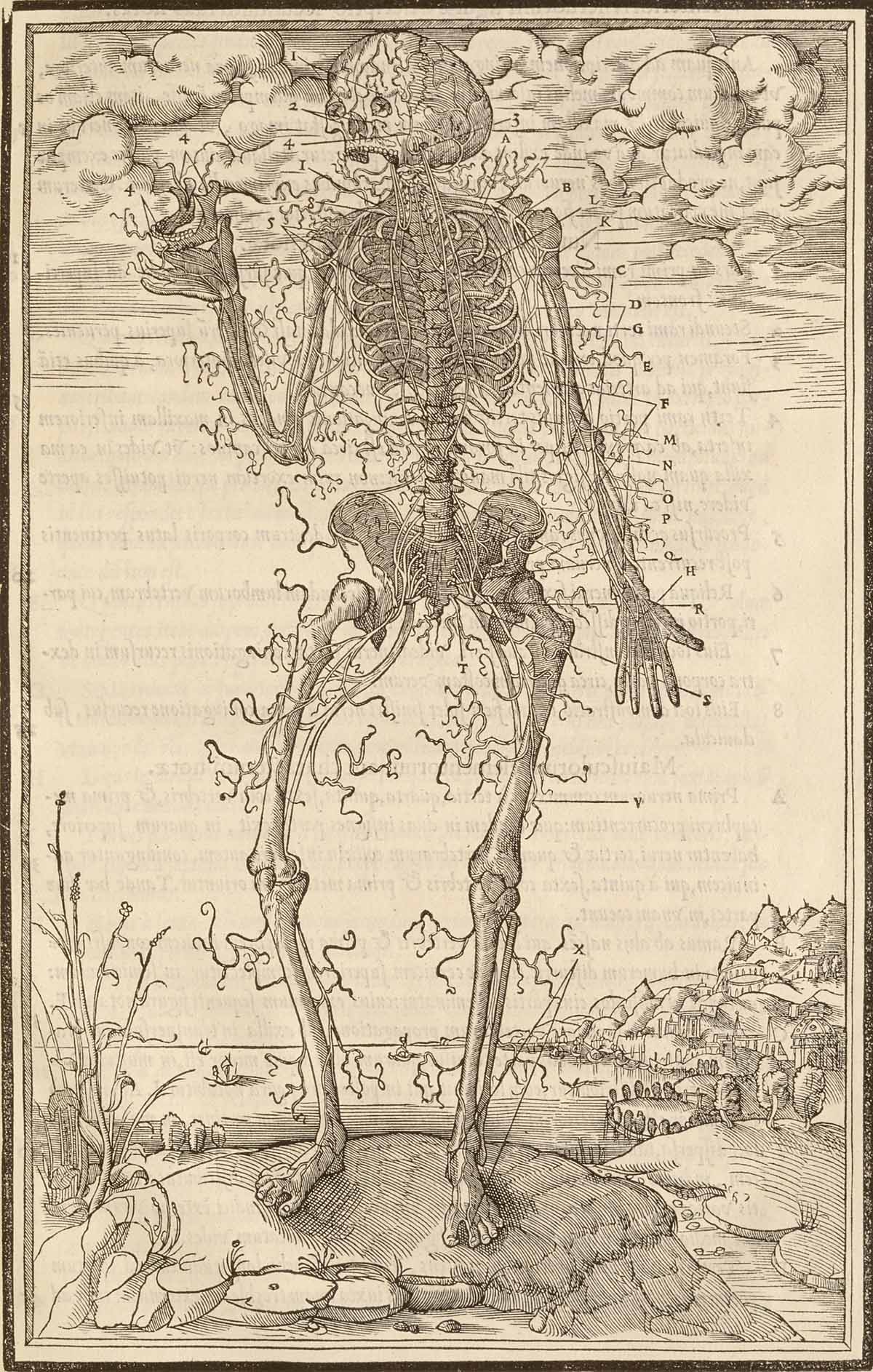 huesos-anatomia-para-artistas-077.jpg