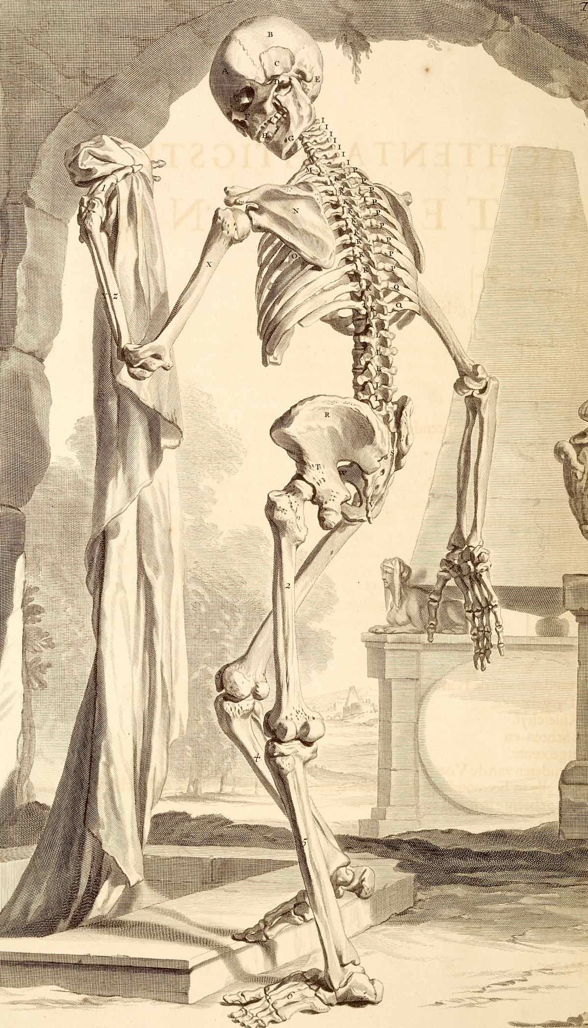 huesos-anatomia-para-artistas-078.jpg