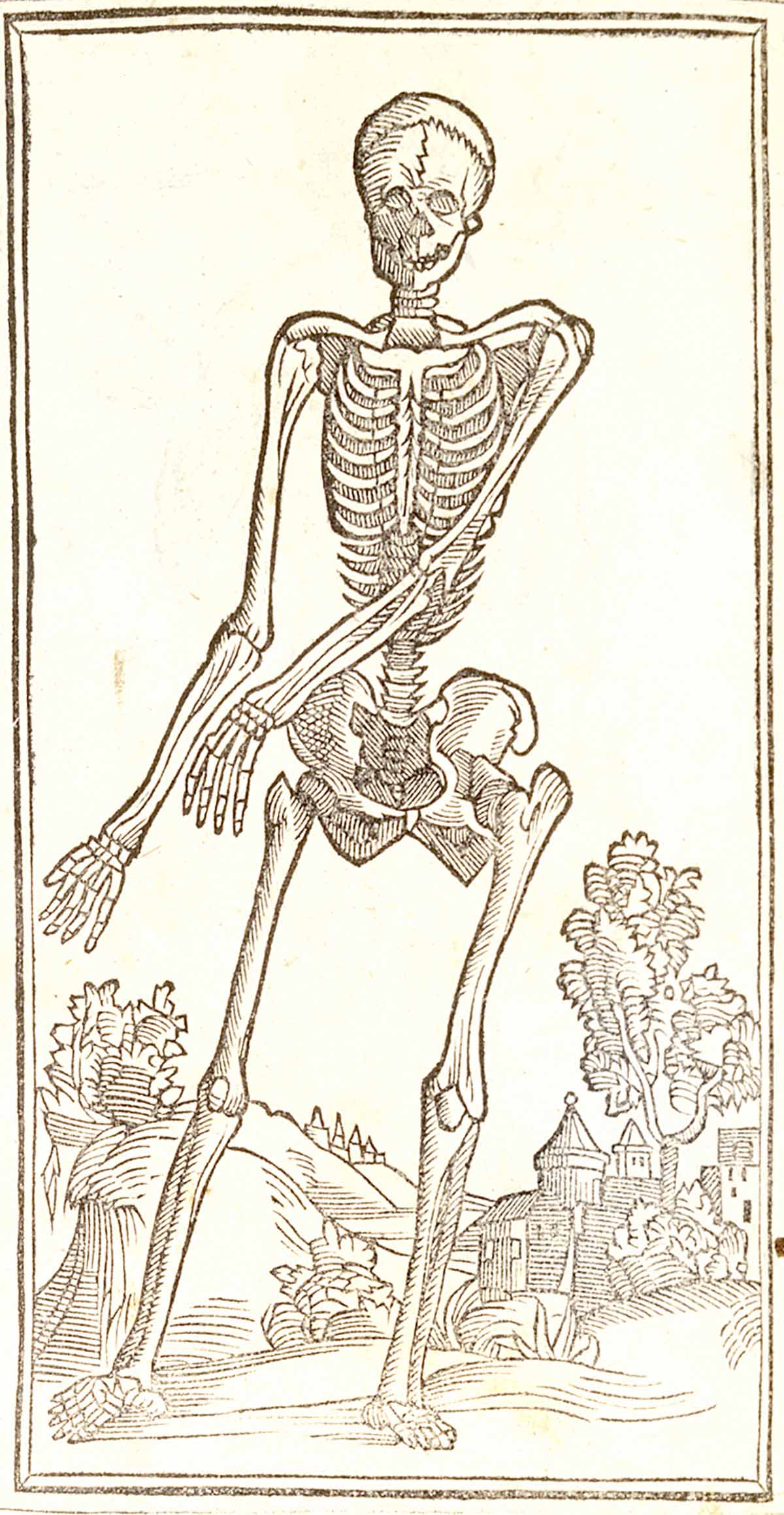 huesos-anatomia-para-artistas-080.jpg