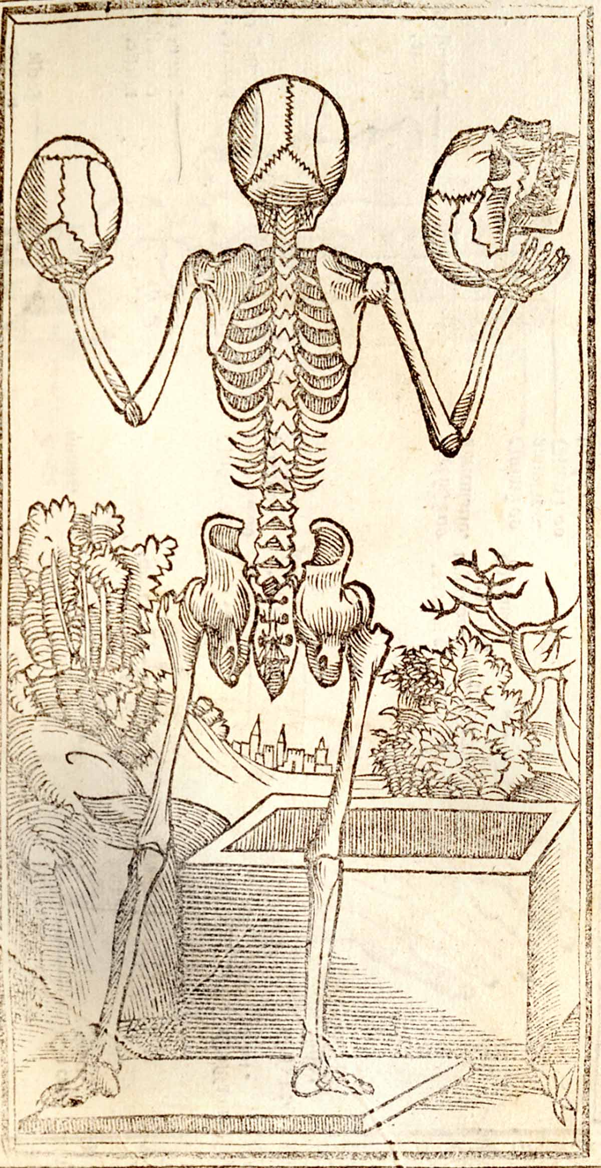 huesos-anatomia-para-artistas-081.jpg