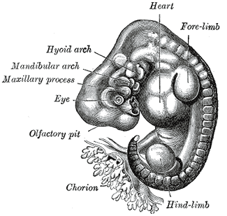 natalidad-anatomia-para-artistas-002.gif