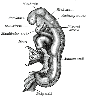 natalidad-anatomia-para-artistas-003.gif