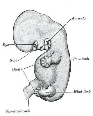 natalidad-anatomia-para-artistas-004.gif