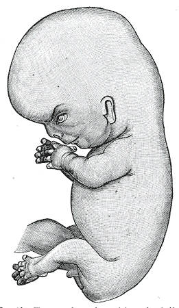 natalidad-anatomia-para-artistas-005.gif