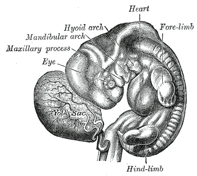organos-corporales-anatomia-para-artistas-001.gif