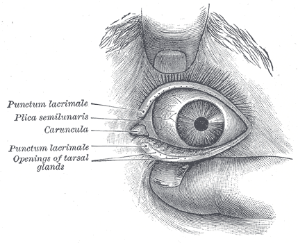 organos-corporales-anatomia-para-artistas-002.gif