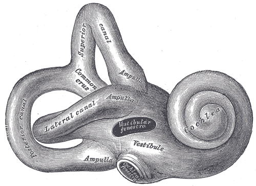 organos-corporales-anatomia-para-artistas-003.gif