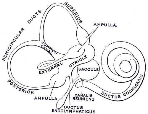 organos-corporales-anatomia-para-artistas-004.gif