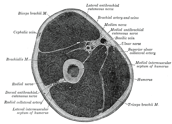 organos-corporales-anatomia-para-artistas-005.gif