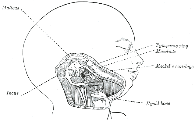 organos-corporales-anatomia-para-artistas-006.gif