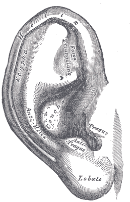 organos-corporales-anatomia-para-artistas-007.gif