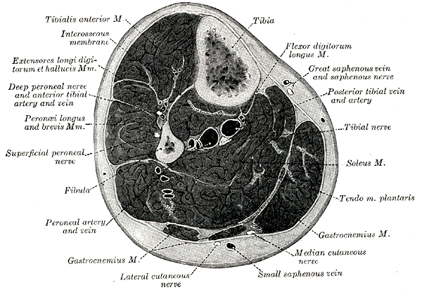 organos-corporales-anatomia-para-artistas-008.gif