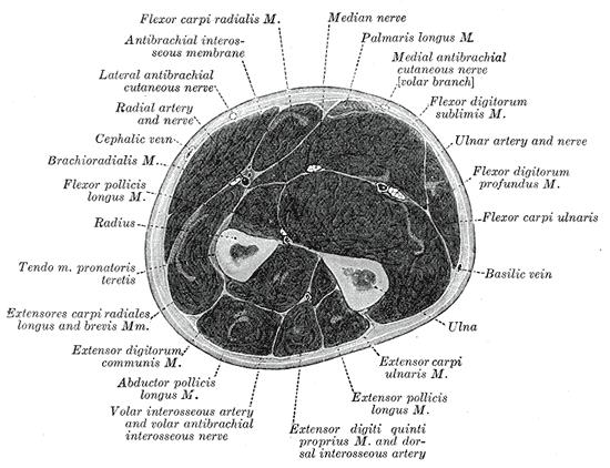organos-corporales-anatomia-para-artistas-009.gif