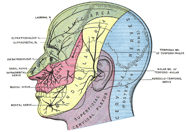 organos-corporales-anatomia-para-artistas-010.gif