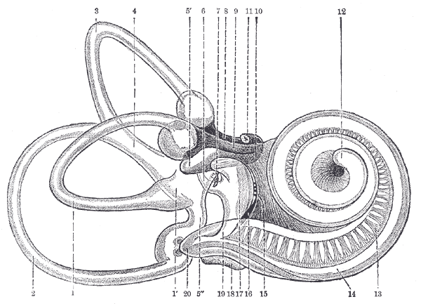 organos-corporales-anatomia-para-artistas-011.gif