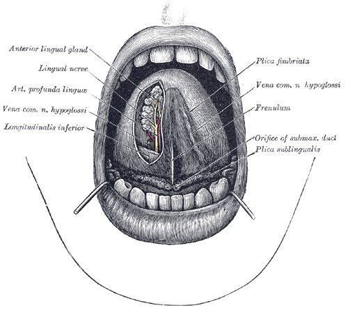 organos-corporales-anatomia-para-artistas-012.gif