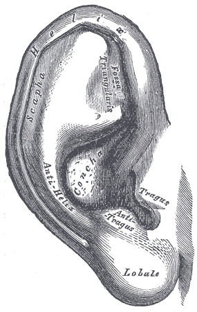 organos-corporales-anatomia-para-artistas-013.gif