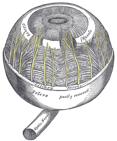 organos-corporales-anatomia-para-artistas-014.gif